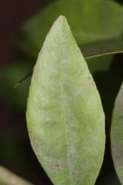              Margin (Riverside, CA)       