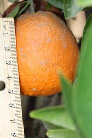            Fruit (Riverside, CA)   