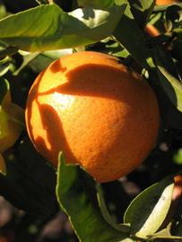              Fruit (Winter Haven, FL)       