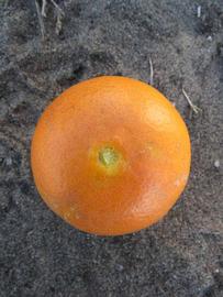              Fruit (Winter Haven, FL)       