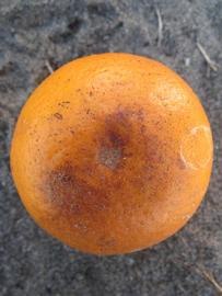              Fruit (Winter Haven, FL)       