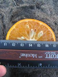              Fruit cross-section (Winter Haven, FL)       