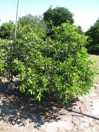            Habit (Winter Haven, FL)   