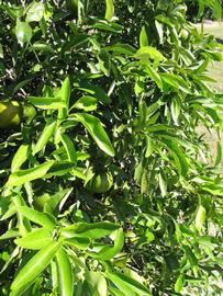              Sun leaves (Winter Haven, FL)       