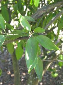              Shade leaves (Winter Haven, FL)       