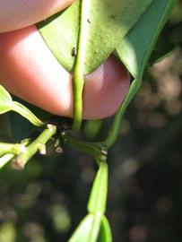              Petiole (Winter Haven, FL)       