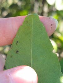              Margin (Winter Haven, FL)       