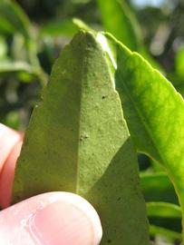              Margin (Winter Haven, FL)       