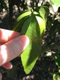              Unifoliolate leaf (Winter Haven, FL)       