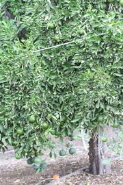            Habit (Riverside, CA)   