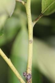            First year twig (Riverside, CA)   