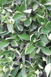              Sun leaves (Riverside, CA)       