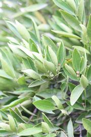              Sun leaves (Riverside, CA)       