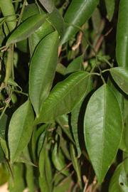              Shade leaves (Riverside, CA)       