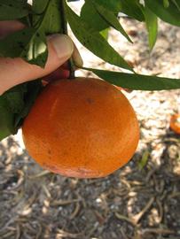              Fruit (Winter Haven, FL)       