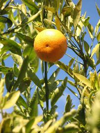              Fruit (Winter Haven, FL)       