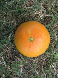              Fruit (Winter Haven, FL)       