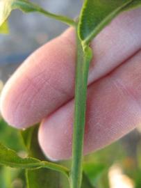              First year twig (Winter Haven, FL)       