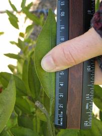              Unifoliolate leaf (Winter Haven, FL)       