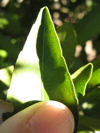              Margin (Winter Haven, FL)       