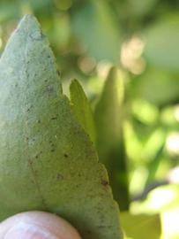              Margin (Winter Haven, FL)       