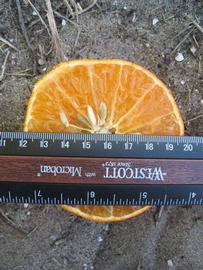              Fruit cross-section (Winter Haven, FL)       