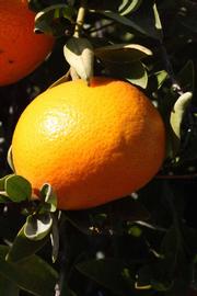              Fruit (Riverside, CA)       