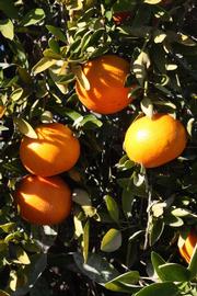              Fruit (Riverside, CA)       