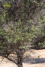              Habit (Riverside, CA)       