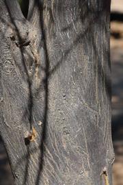              Bark (Riverside, CA)       