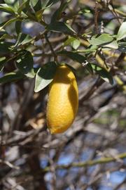              Fruit (Riverside, CA)       