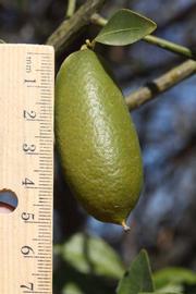              Fruit (Riverside, CA)       