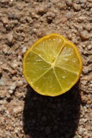              Fruit cross-section (Riverside, CA)       