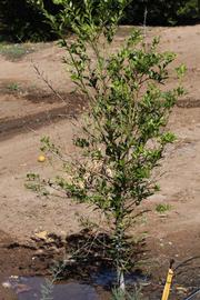            Habit (Riverside, CA)   