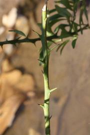            First year twig (Riverside, CA)   