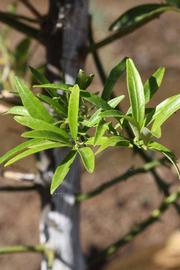              Sun leaves (Riverside, CA)       