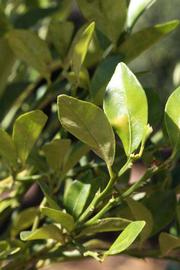              Sun leaves (Riverside, CA)       