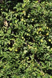            Habit (Femminello Siracusano 2KR, Riverside, CA)   