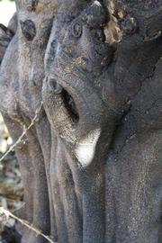            Bark (Femminello Siracusano 2KR, Riverside, CA)   