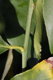            First year twig (Femminello Siracusano 2KR, Riverside, CA)   