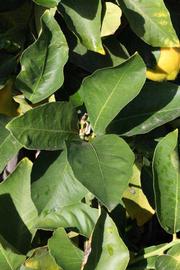            Sun leaves (Femminello Siracusano 2KR, Riverside, CA)   