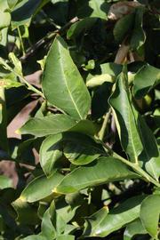            Sun leaves (Femminello Siracusano 2KR, Riverside, CA)   