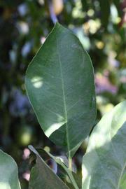            Unifoliolate leaf (Femminello Siracusano 2KR, Riverside,   CA)   
