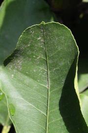            Margin (Femminello Siracusano 2KR, Riverside, CA)   