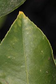            Margin (Femminello Siracusano 2KR, Riverside, CA)   