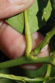            Petiole (Femminello Siracusano 2KR, Riverside, CA)   