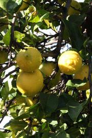            Fruit (Femminello Siracusano 2KR, Riverside, CA)   