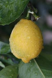            Fruit (Femminello Siracusano 2KR, Riverside, CA)   