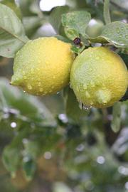            Fruit (Femminello Siracusano 2KR, Riverside, CA)   