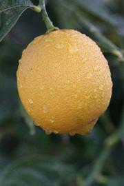            Fruit (Femminello Siracusano 2KR, Riverside, CA)   